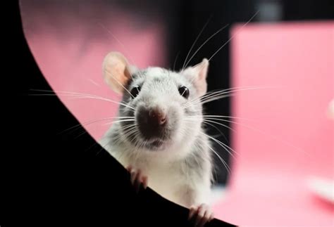 New York City rats can catch the coronavirus that causes Covid-19, study finds